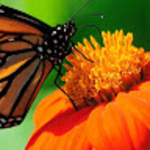 Meet your Posher, Jocelyn